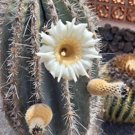 Volcanes, Big House, Gardens Heated Pool Dom wakacyjny *