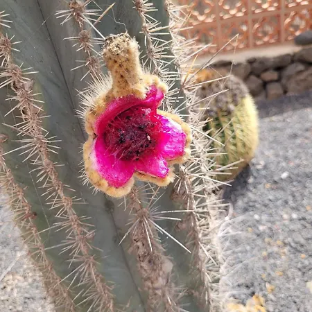 Volcanes, Big House, Gardens Heated Pool Tatil Evi La Oliva