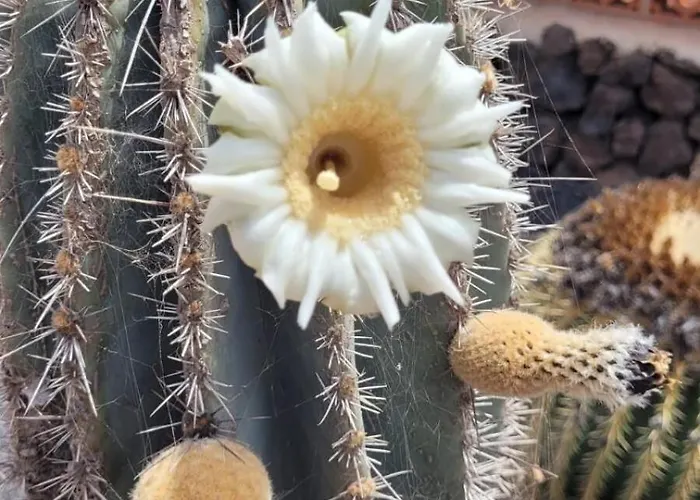 Volcanes, Big House, Gardens Heated Pool Ferienhaus *