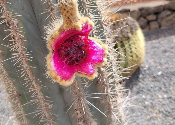 Volcanes, Big House, Gardens Heated Pool בית נופש לה אוליבה